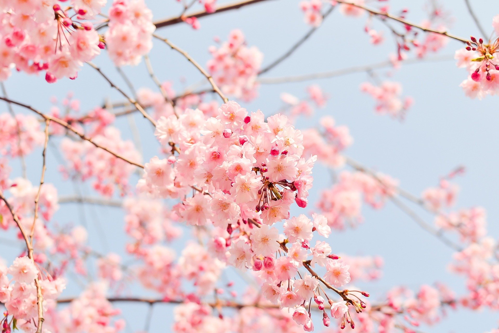 cherry-blossom-tree-1225186_1920